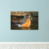American Robin bathing 2 Canvas Afdruk (Insitu (Houten vloer))