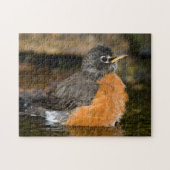 American Robin bathing 2 Legpuzzel (Horizontaal)