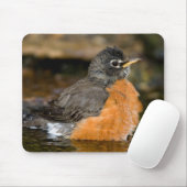 American Robin bathing 2 Muismat (Met muis)