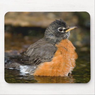 American Robin bathing 2 Muismat