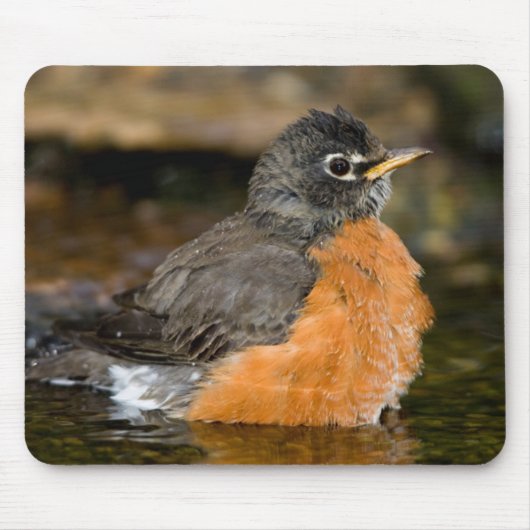 American Robin bathing 2 Muismat (Voorkant)