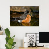 American Robin bathing 2 Poster (Thuiskantoor)