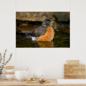 American Robin bathing 2 Poster (Keuken)