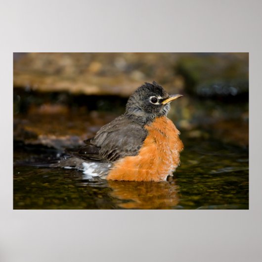 American Robin bathing 2 Poster (Voorkant)