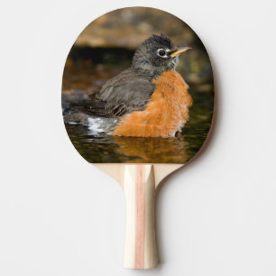 American Robin bathing 2 Tafeltennisbatje