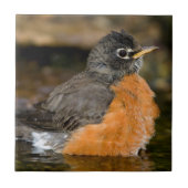 American Robin bathing 2 Tegeltje (Voorkant)
