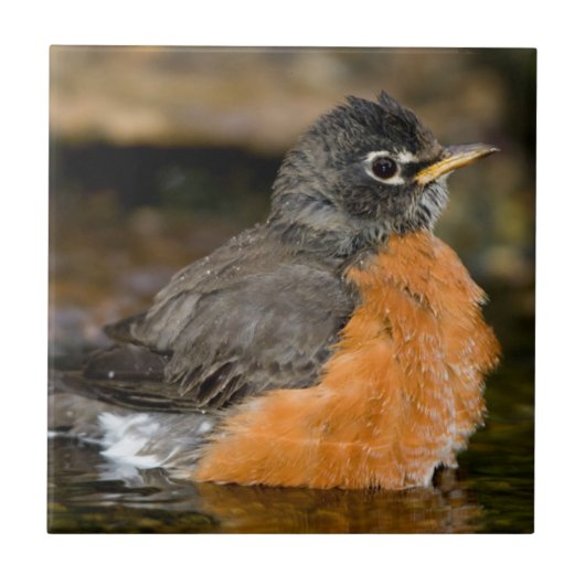 American Robin bathing 2 Tegeltje (Voorkant)