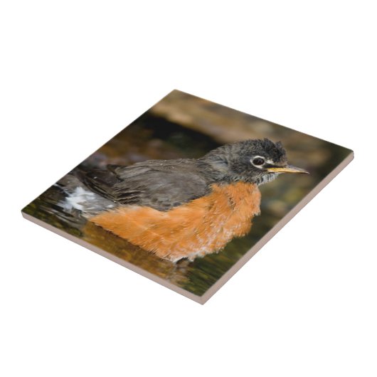 American Robin bathing 2 Tegeltje (Zijkant)