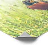 American Robin Bird Natuur Poster (Hoek)