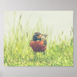 American Robin Bird Natuur Poster