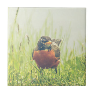 American Robin Bird Tegeltje