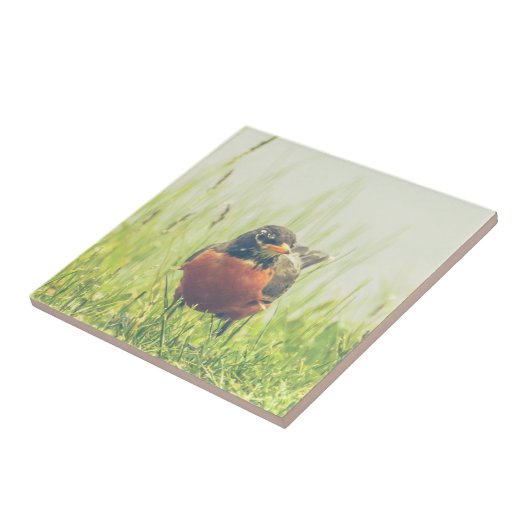 American Robin Bird Tegeltje (Zijkant)