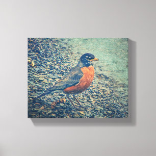 American Robin Bird Wrapped Canvas Afdruk