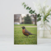American Robin Briefkaart (Staand voorkant)