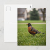 American Robin Briefkaart (Voorkant / Achterkant)