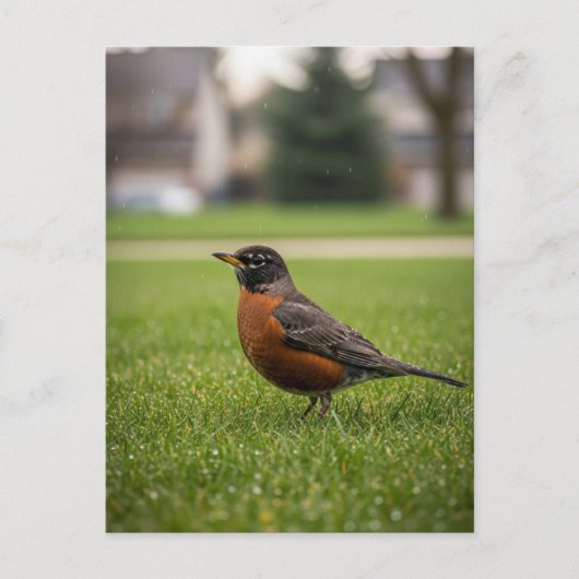 American Robin Briefkaart (Voorkant)