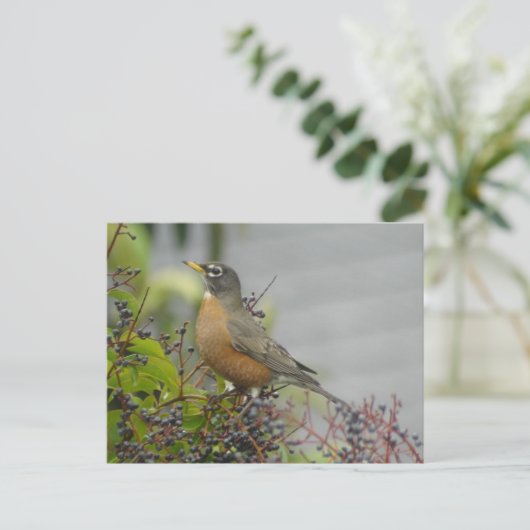 American Robin Briefkaart (Staand voorkant)