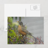 American Robin Briefkaart (Voorkant / Achterkant)
