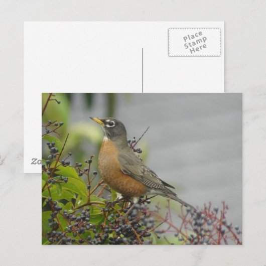 American Robin Briefkaart (Voorkant / Achterkant)