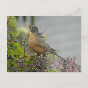 American Robin Briefkaart