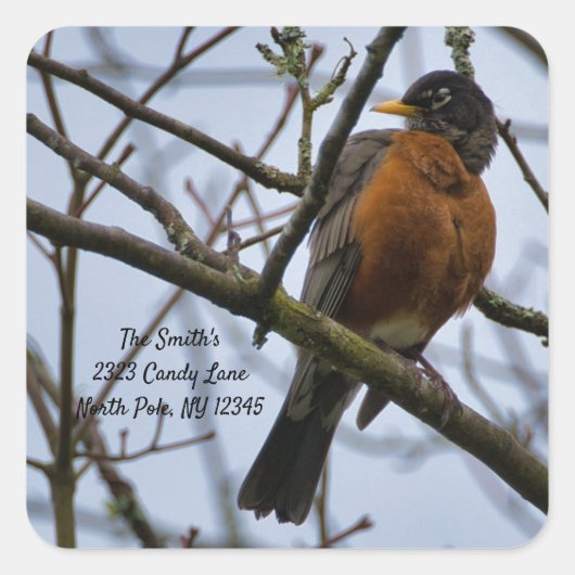 American Robin Change of Address Square Sticker (Voorkant)
