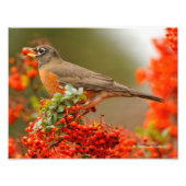 American Robin Loves Pyracantha Berries Foto Afdruk (Voorkant)