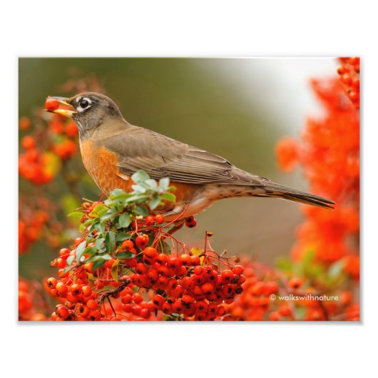 American Robin Loves Pyracantha Berries Foto Afdruk (Voorkant)