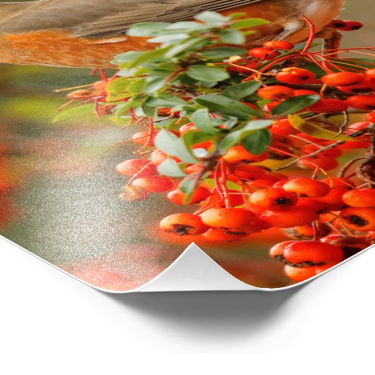 American Robin Loves Pyracantha Berries Foto Afdruk (Hoek)