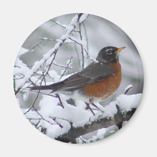 American Robin Magnet (Voorkant)