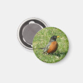American Robin Magnet (Voorkant / Achterkant)