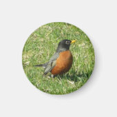 American Robin Magnet (Voorkant)