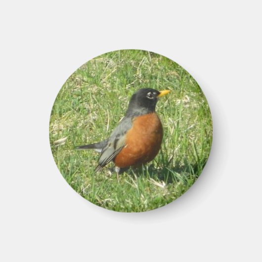 American Robin Magnet (Voorkant)