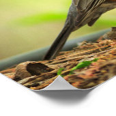 American Robin Photo Poster (Hoek)