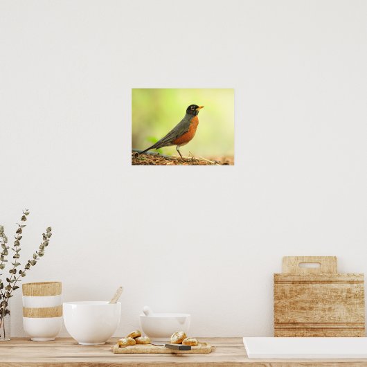 American Robin Photo Poster (Keuken)