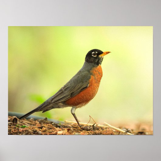 American Robin Photo Poster (Voorkant)