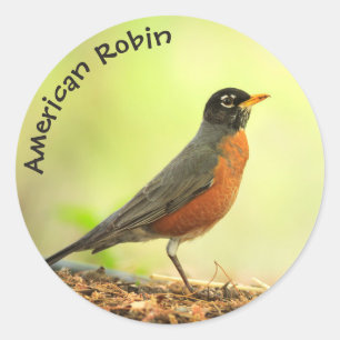 American Robin Photo Ronde Sticker
