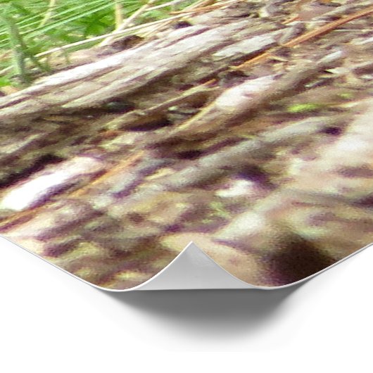 American Robin Poster (Hoek)