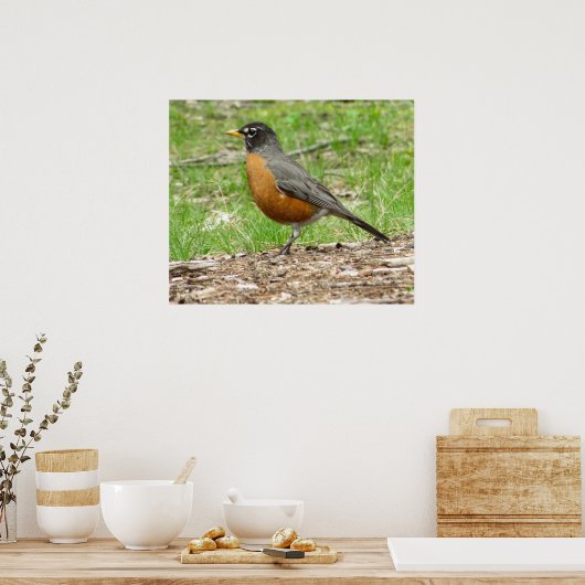 American Robin Poster (Keuken)