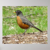 American Robin Poster (Voorkant)