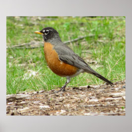 American Robin Poster