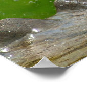 American Robin Print (Hoek)