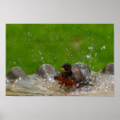 American Robin Print (Voorkant)