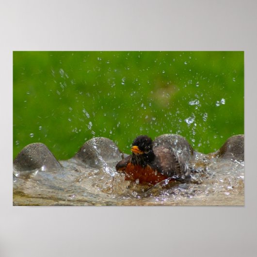 American Robin Print (Voorkant)