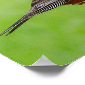 American Robin Print (Hoek)