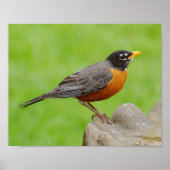 American Robin Print (Voorkant)
