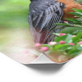 American Robin Sitting in een Kaido Crab Apple-boo Foto Afdruk (Hoek)