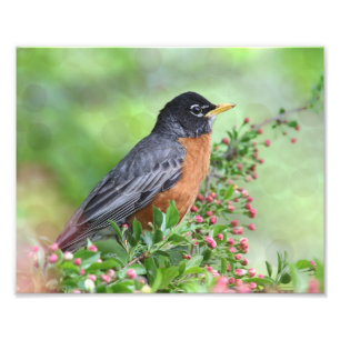 American Robin Sitting in een Kaido Crab Apple-boo Foto Afdruk