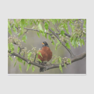 American Robin Spring Blossom Tissuepapier