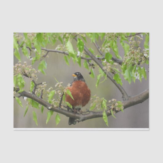 American Robin Spring Blossom Tissuepapier (Voorkant)