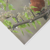 American Robin Spring Blossom Tissuepapier (Detail)